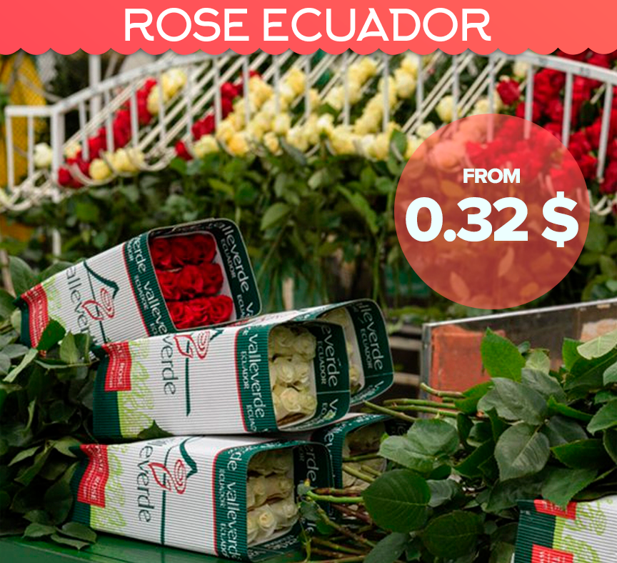 ROSE ECUADOR 40 cm. 0,32 $, Rosa Freedom 170 cm. 2 $
