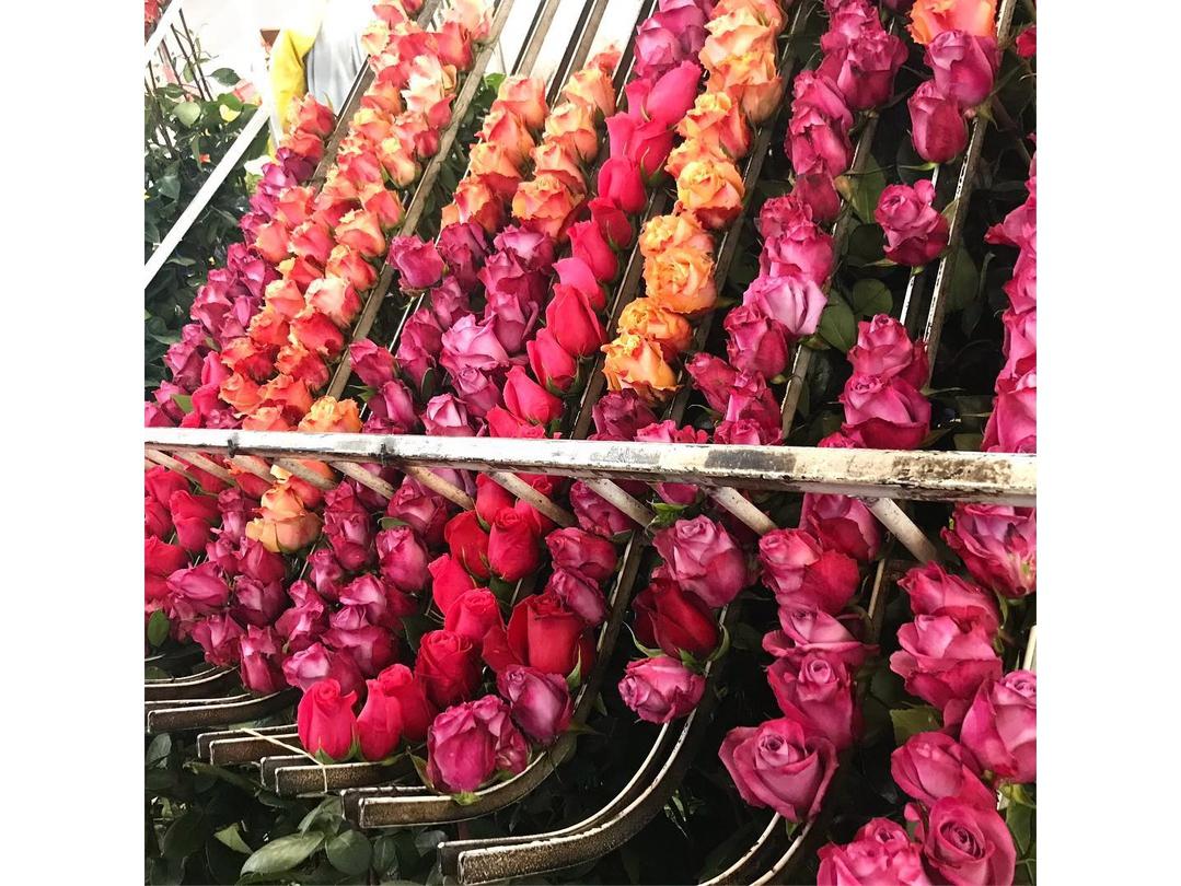 Роза микс. 40 см. 27,87 ₽, Роза микc 70 см. 48,87 ₽