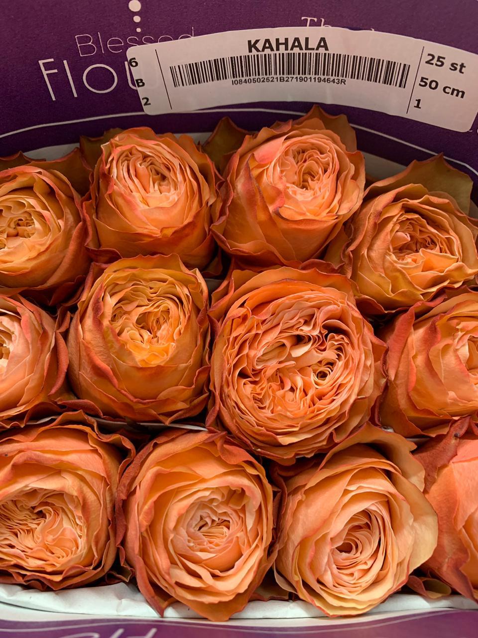 Offer, ROSE ECUADOR 50 cm. 0,35 $, Rosa Freedom 170 cm. 2,2 $