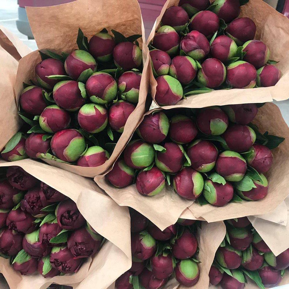 Предложение, Пионы 55 см. от 79,87 ₽