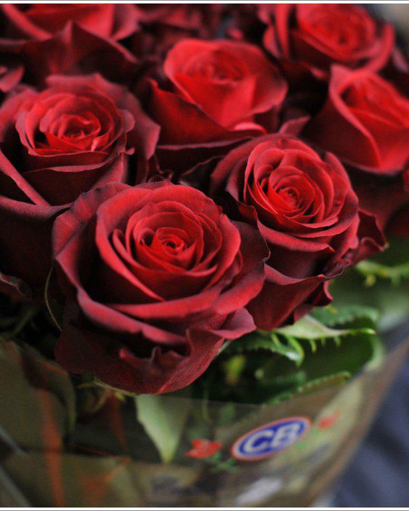 ROSE KENYA 35 cm 0.18 $, 40 cm 0.27 $, Spray 40 cm 0.33 $