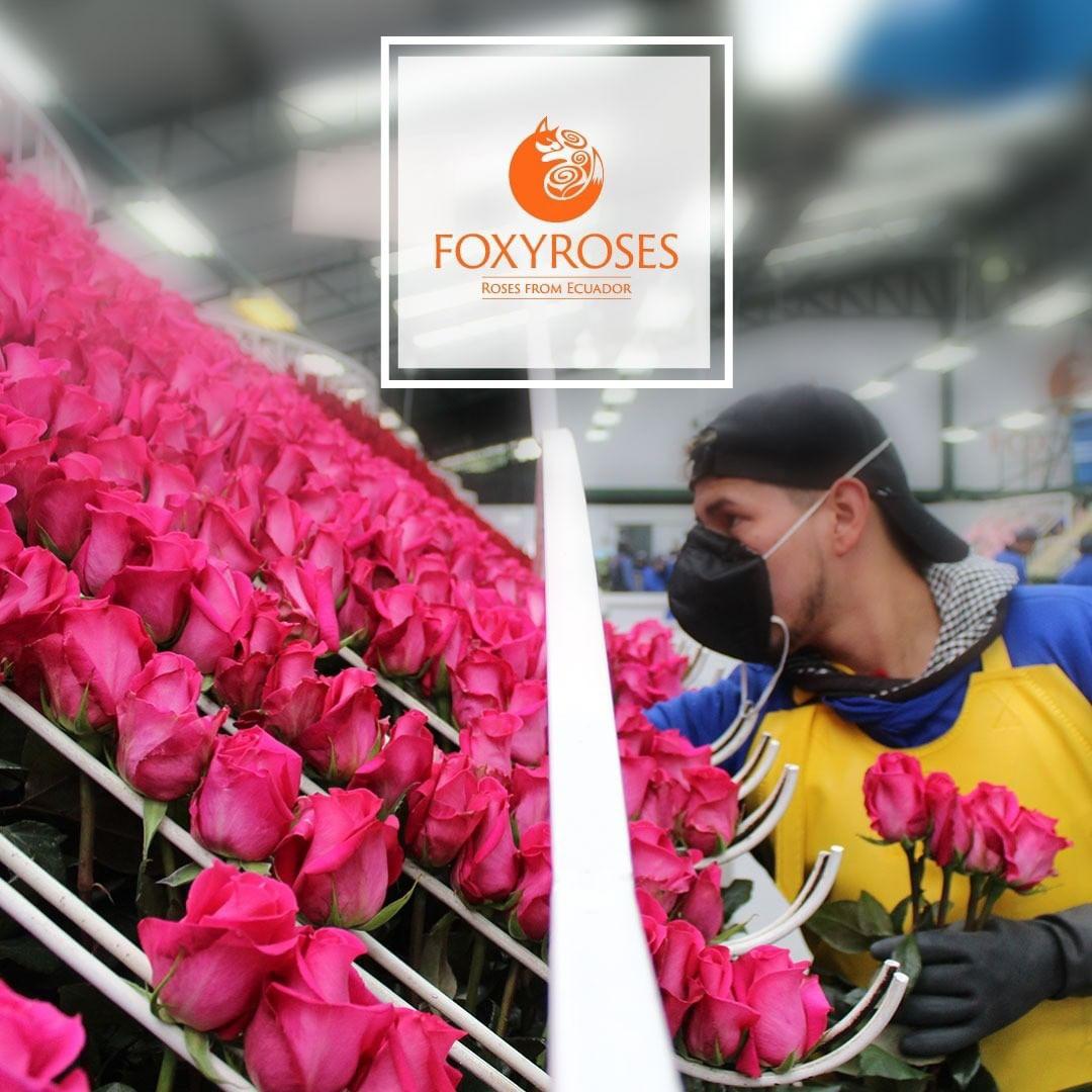 РОЗА ЭКВАДОР 60 см. 47,87 ₽, Rosa Freedom 170 cm 129,87 P