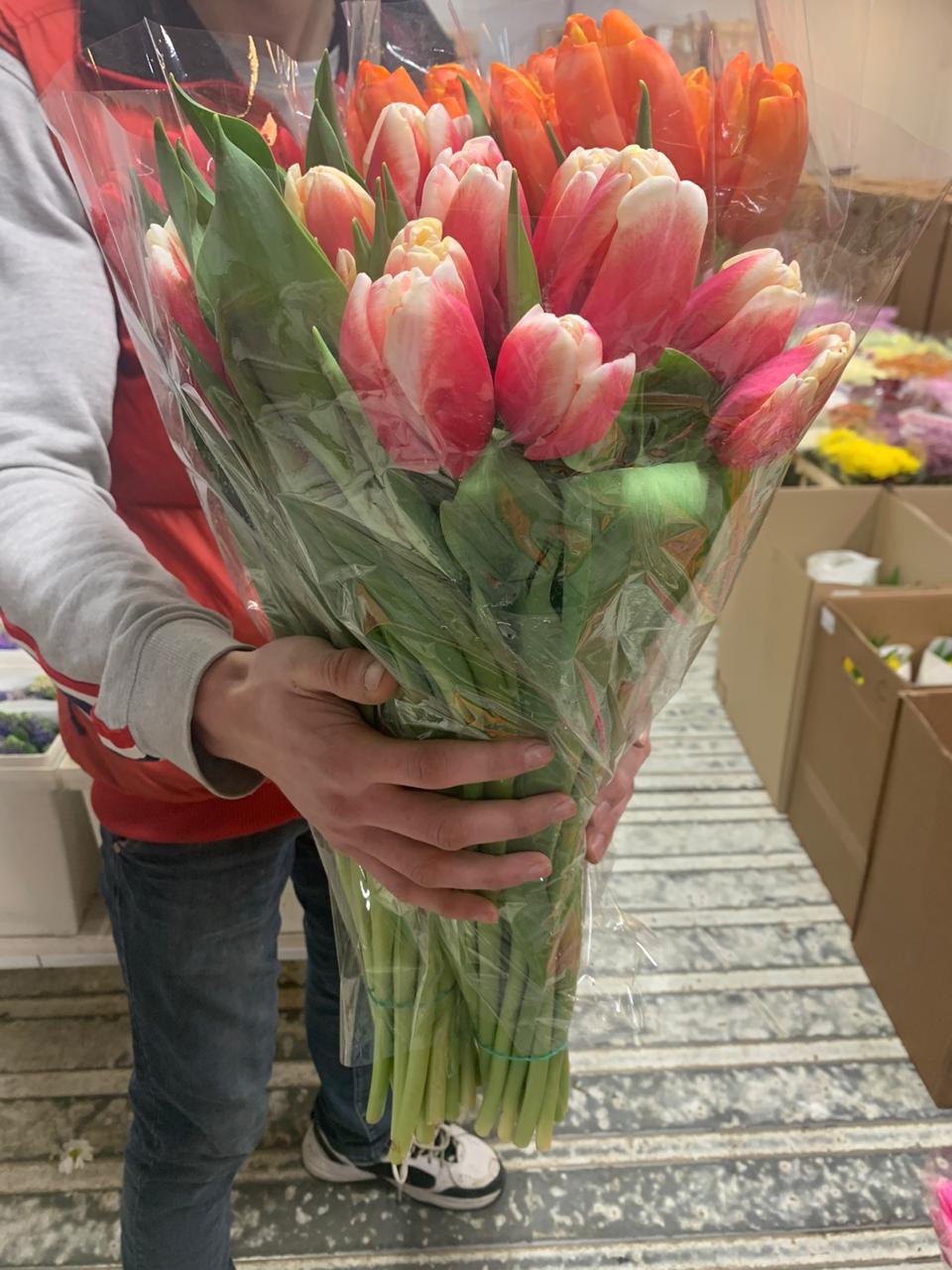 Тюльпаны к 8 марта от 23,87 ₽