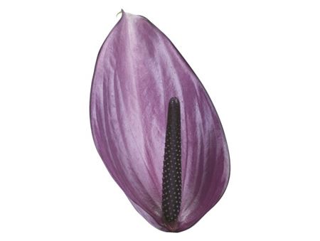 Anthurium Previa (Антуриум Превия) В45