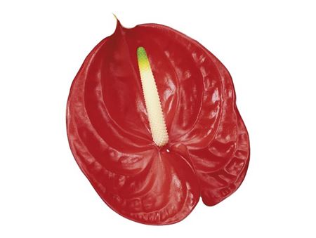 Anthurium Tropical (Антуриум Тропикал) В020
