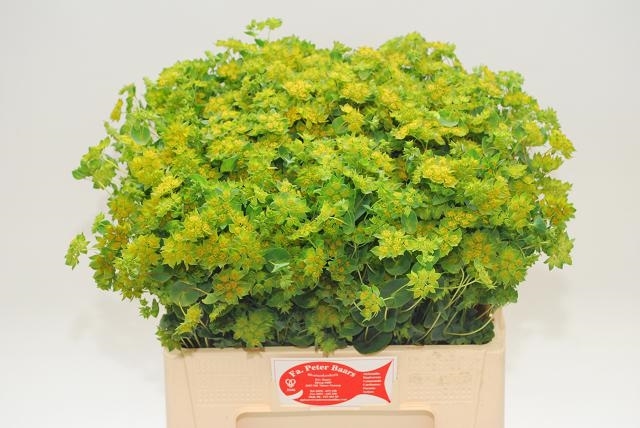 Bupleurum Griffithii (Буплерум Гриффити) В60