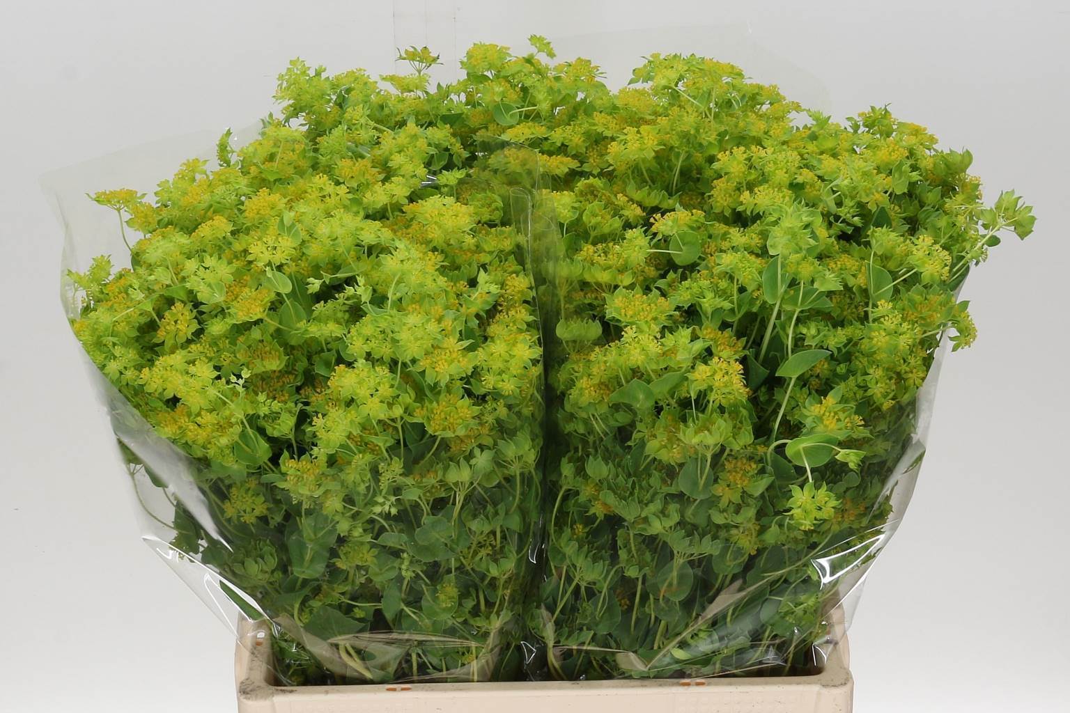 Bupleurum Rotundifolium (Буплерум Ротундифолиум) В50