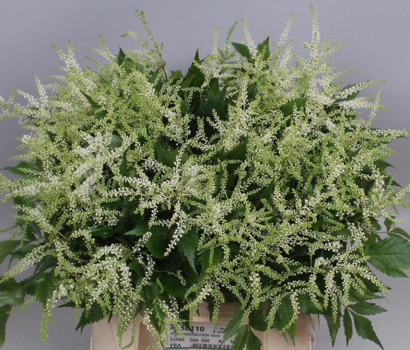 Astilbe washington (Астильба Вашингтон) В50