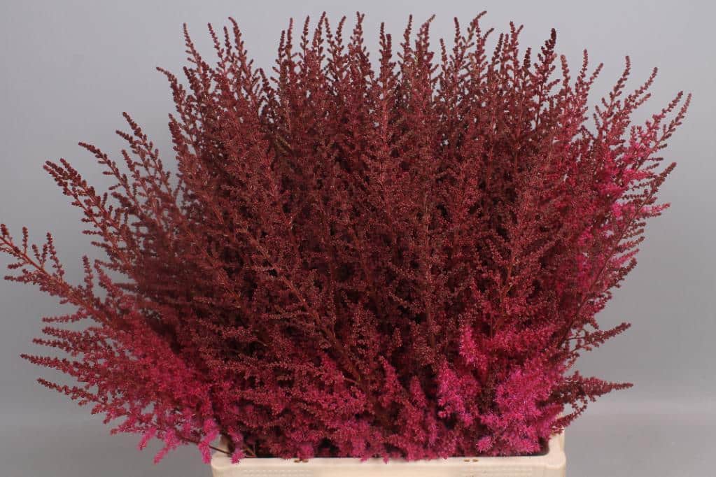 Astilbe Paul Gaarder Red (Астильба Пауль Гаардер Ред)В60