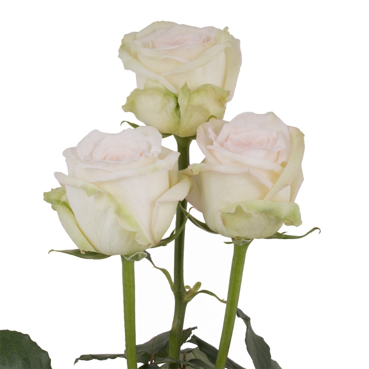 Rosa Gr White O’Hara ( Вайт О’Хара ) В50 SUNSET VALLEY