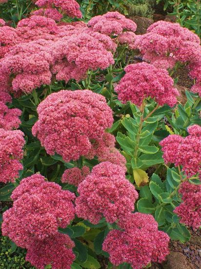 Очиток Herbstfreude (Хербстфройде)
