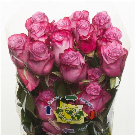 Rosa Moody Blues (Роза Муди Блюз) В60 Nevado