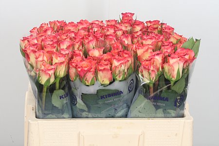Rose Duett (Роза Дуетт) B40 Piaveri