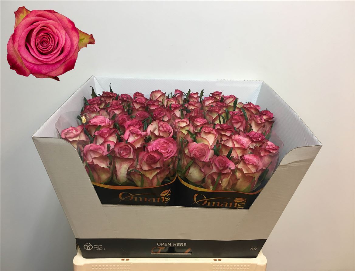 Rose Imagination (Роза Имаджинейшн) B60 Piaveri