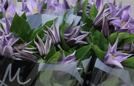 Clematis Star River (Клематис Стар Ривер) В50