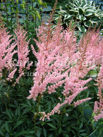 Astilbe erica(Астильба Эрика) В75