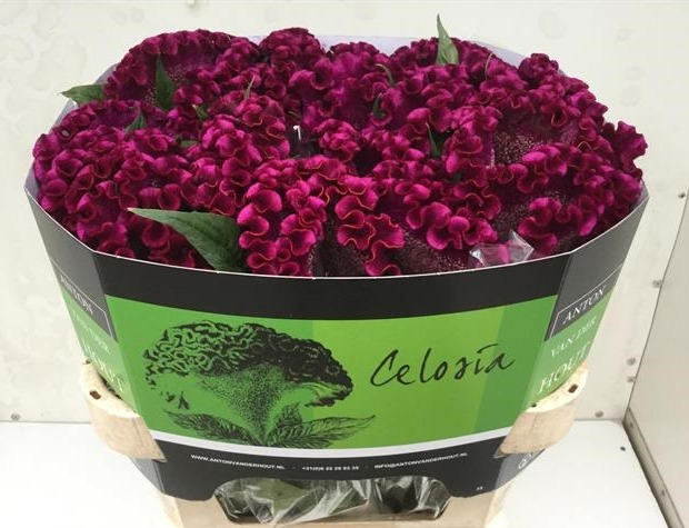 Celosia cristata purple(Целозия Кристата перпл) В75