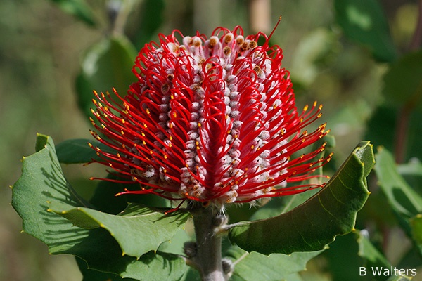 Banksia bq coccinea(Банксия коциния) В40