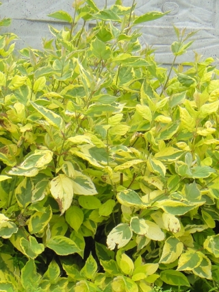 Дерен белый Gouchaultii (Гоучаулти)