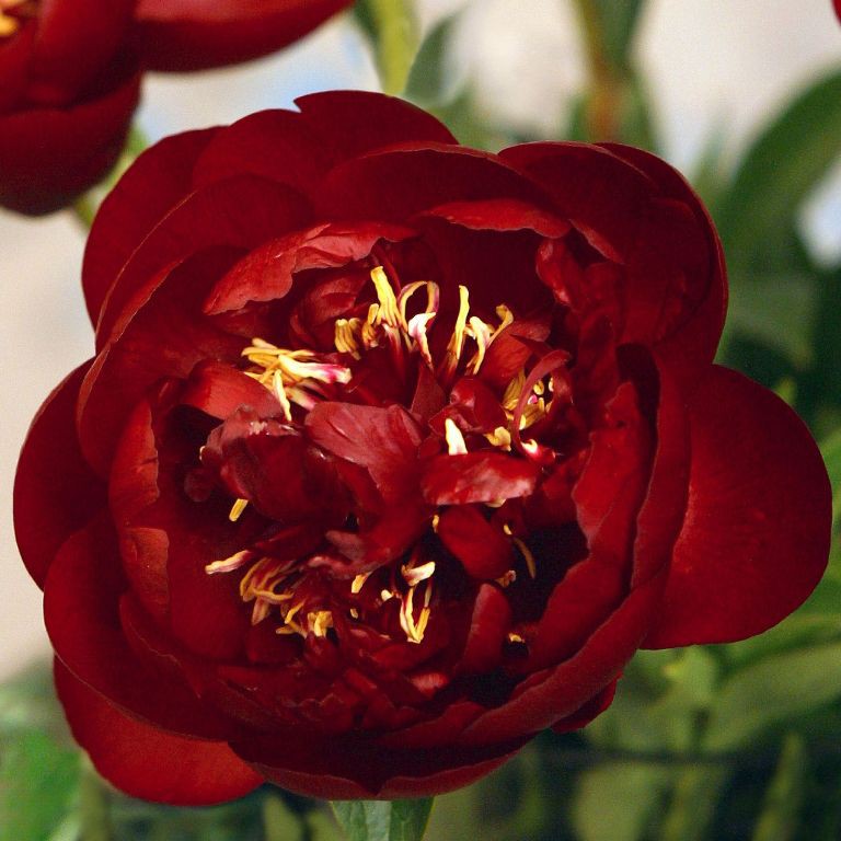 Пион травянистый Buckeye Belle (Бакай Белл)