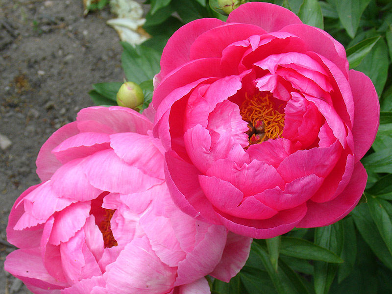Пион травянистый Cytherea (Цитерия)