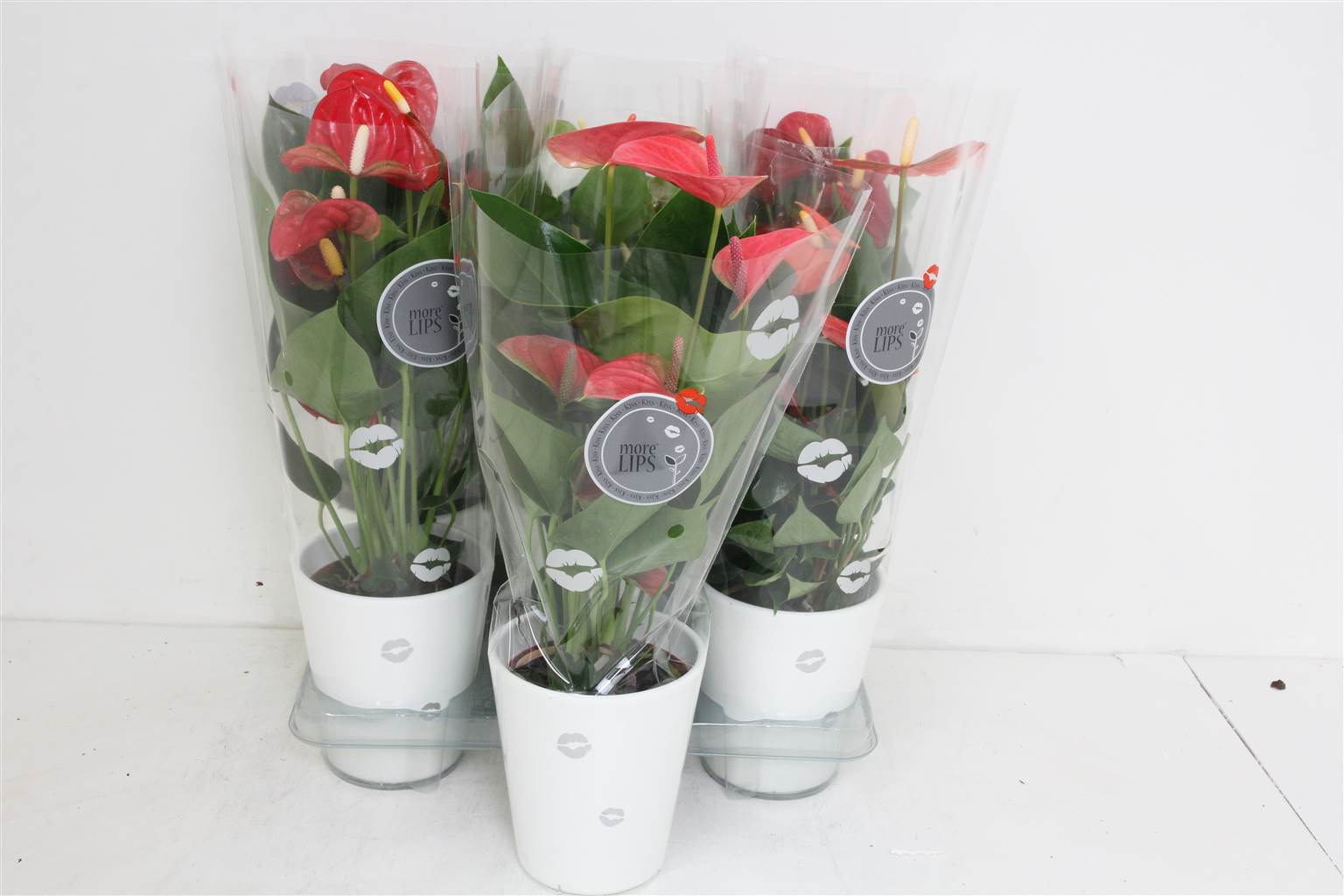 Антуриум Смешанный 3-Х Цветный # ( Anthurium An Mixed 3 Colour # ) W 12 см H 40 см