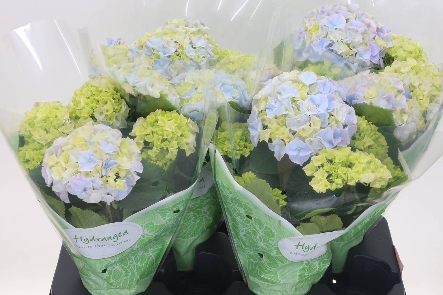Гортензия Ранняя Голубая 5 Головок ( Hydrangea Early Blue 5 Head ) W 13 см H 45 см