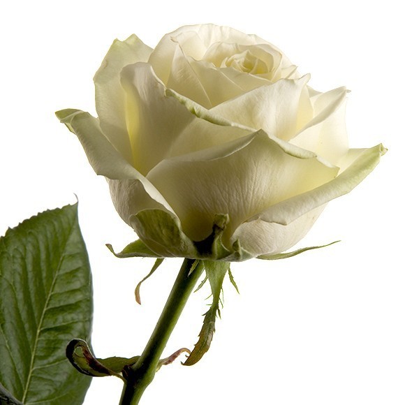 Rosa Gr White Naomi (Роза Вайт Наоми) В80 Армения