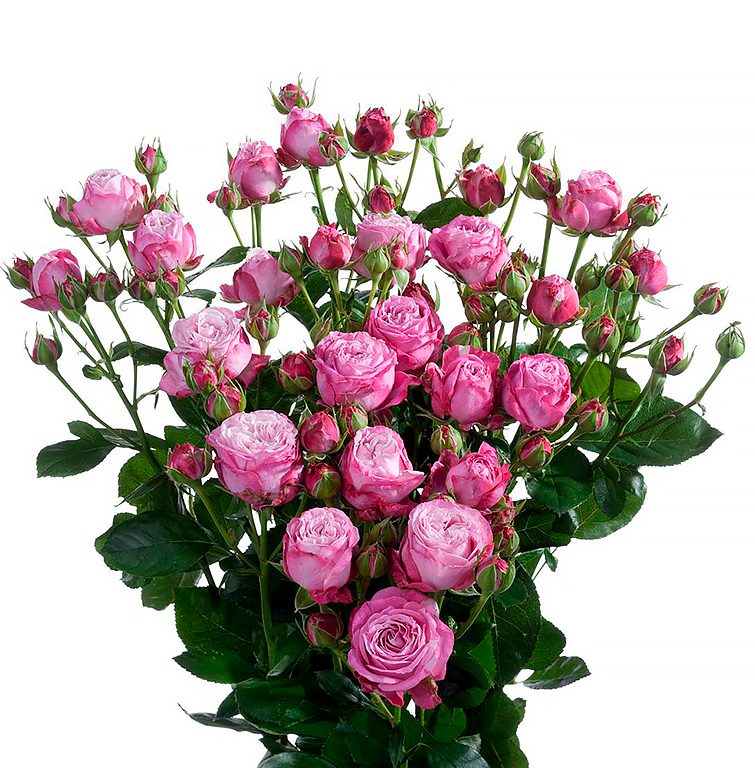 Rosa Tr Lady Bombastic (Роза куст Леди Бомбастик) В40 Зеленый Дом