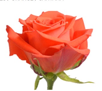 Rose Santana (Роза Сантана) B50 Royal Flowers