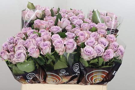Rose Ocean Song (Роза Оушен Сонг) B40 Royal Flowers