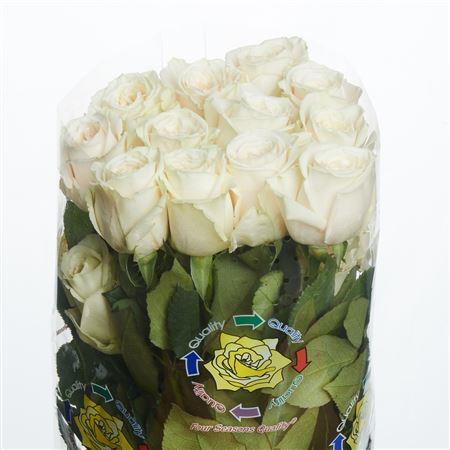 Rose Playa Blanca (Роза Плая Бланка) B60 Royal Flowers