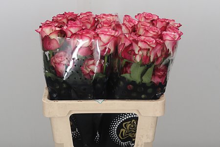 Rose Paloma (Роза Палома) B60 Piaveri