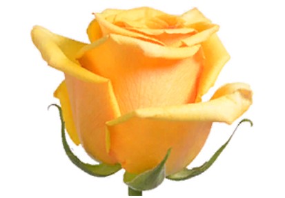 Rose Tycoon (Роза Тайкун) B50 Piaveri