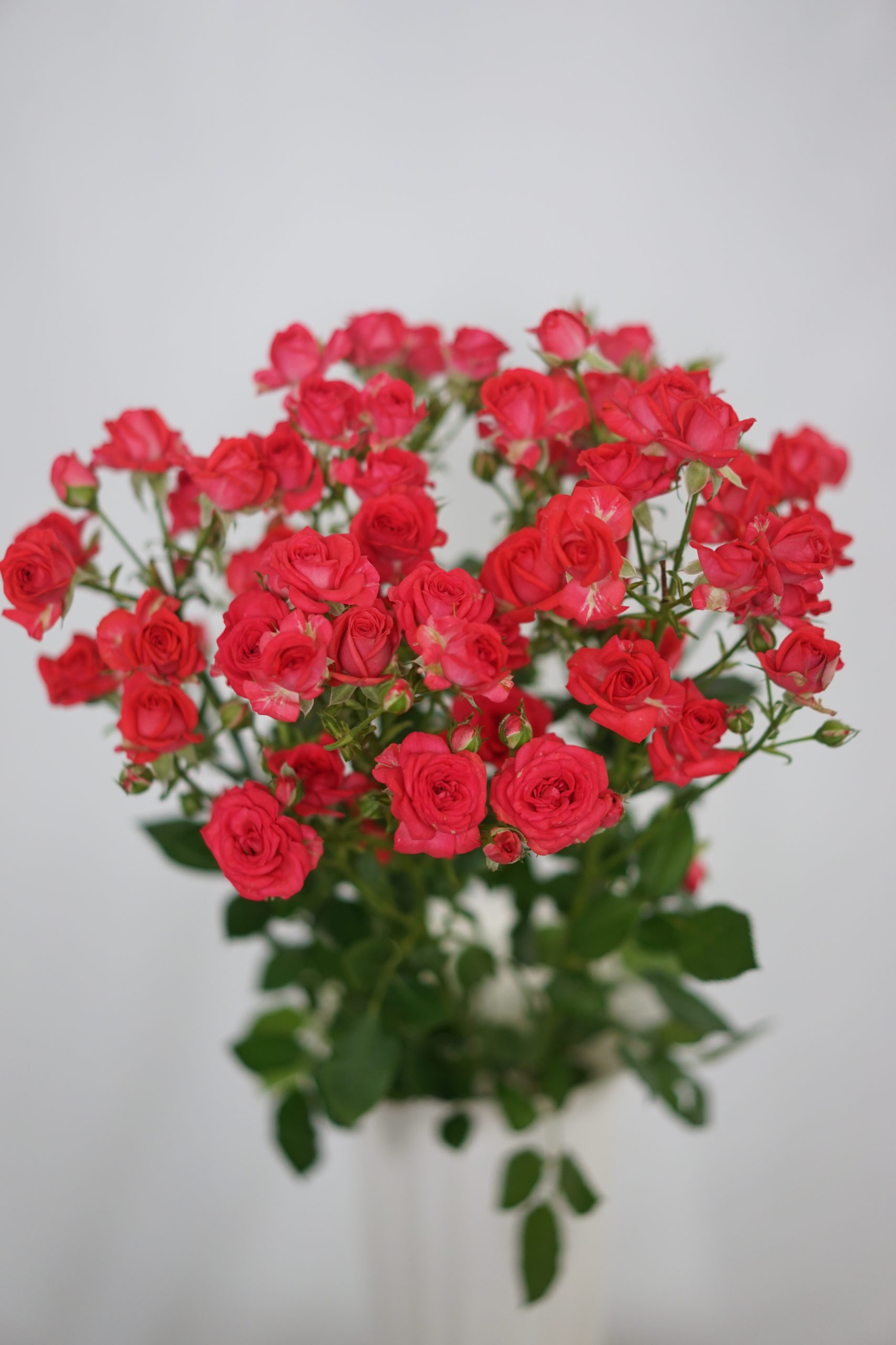 Rosa Tr. Cherry Cheops ( Спрей Черри Хеопс ) В40 Зеленый Дом