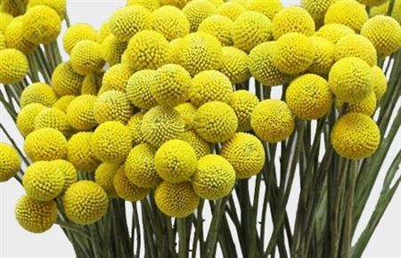 Craspedia yellow(Краспедия еллоу) В70