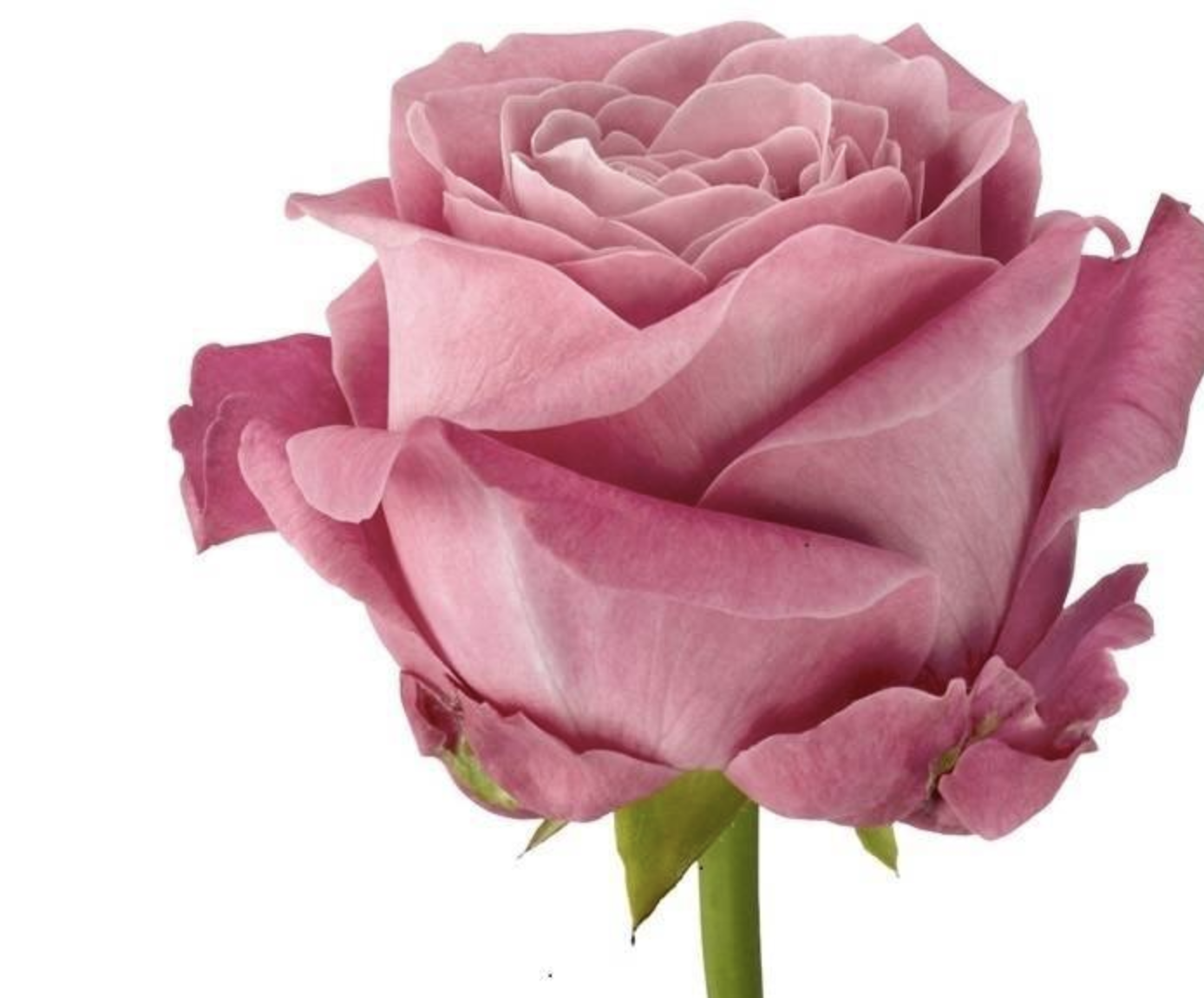 Rosa Gr All Forlove (Роза Олл ФорЛав) Армения В70
