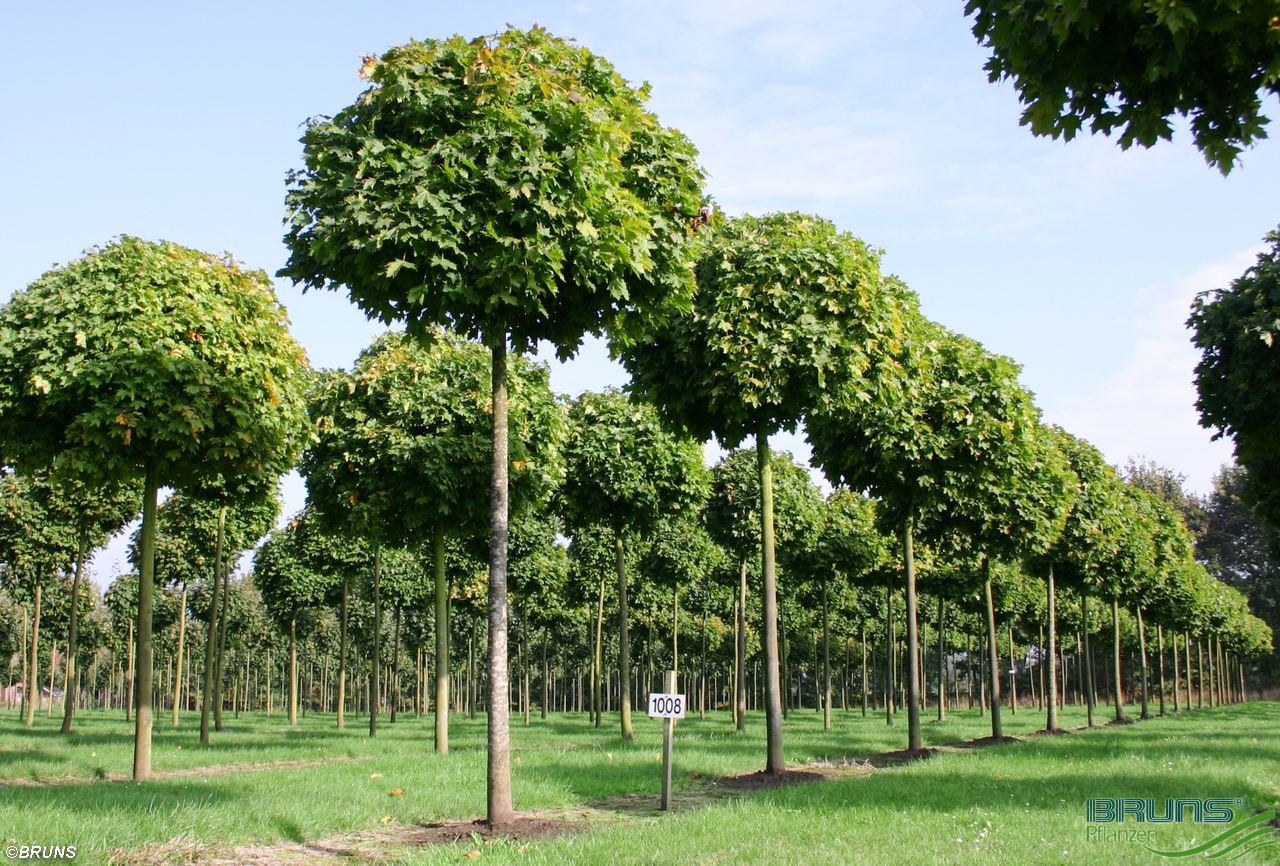 Клен остролистный Globosum (Глобозум)
