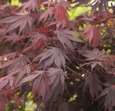 Клен пальмолистный Atropurpureum