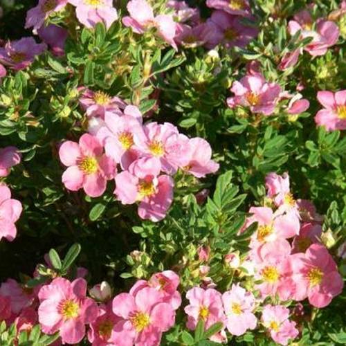 Лапчатка кустарниковая Pink Whisper (Пинк Виспер)