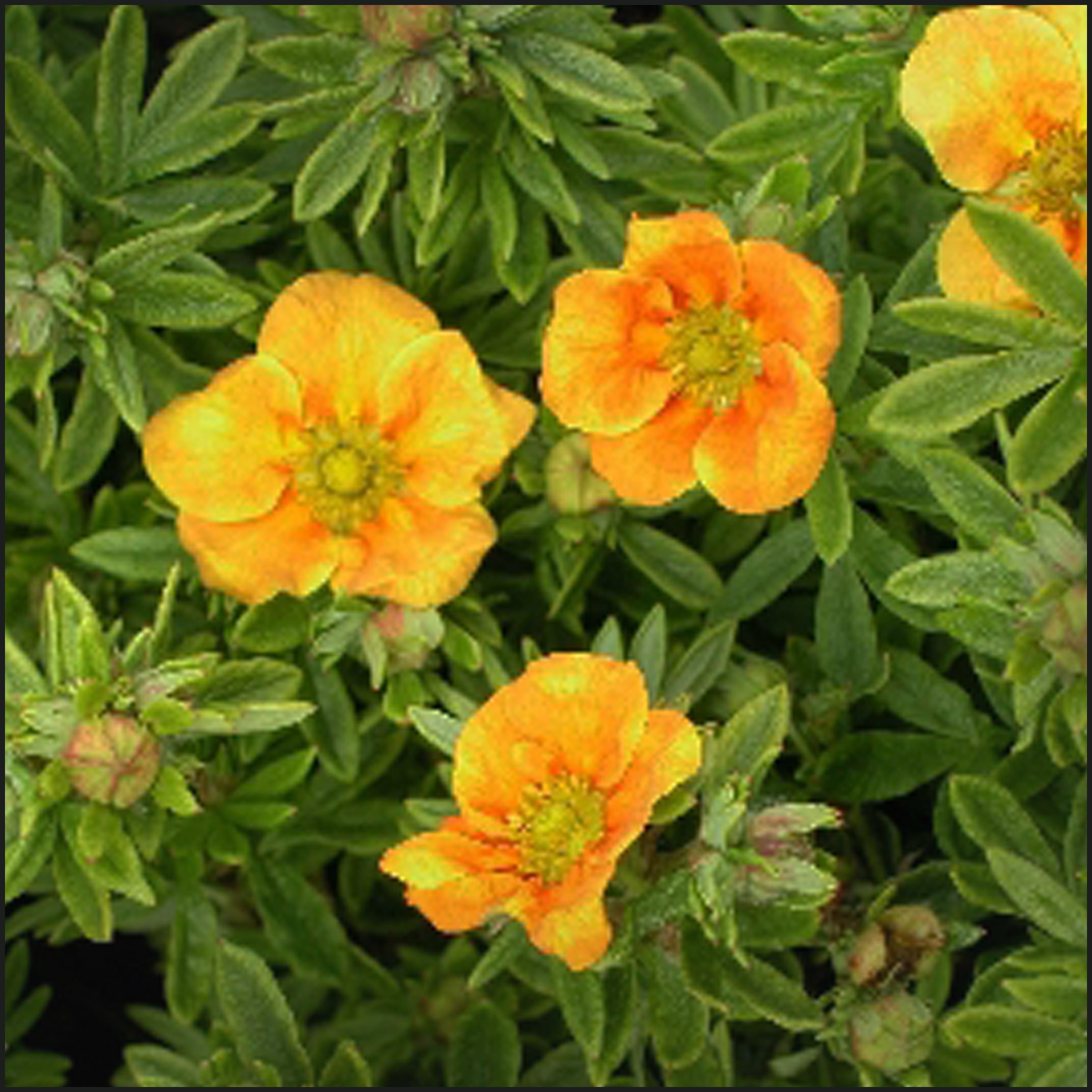 Лапчатка кустарниковая Hopleys Orange (Хоплес Оранж)