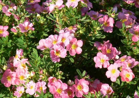 Лапчатка кустарниковая Lovely Pink/Pink Beauty (Лавли Пинк/Пинк Бьюти)