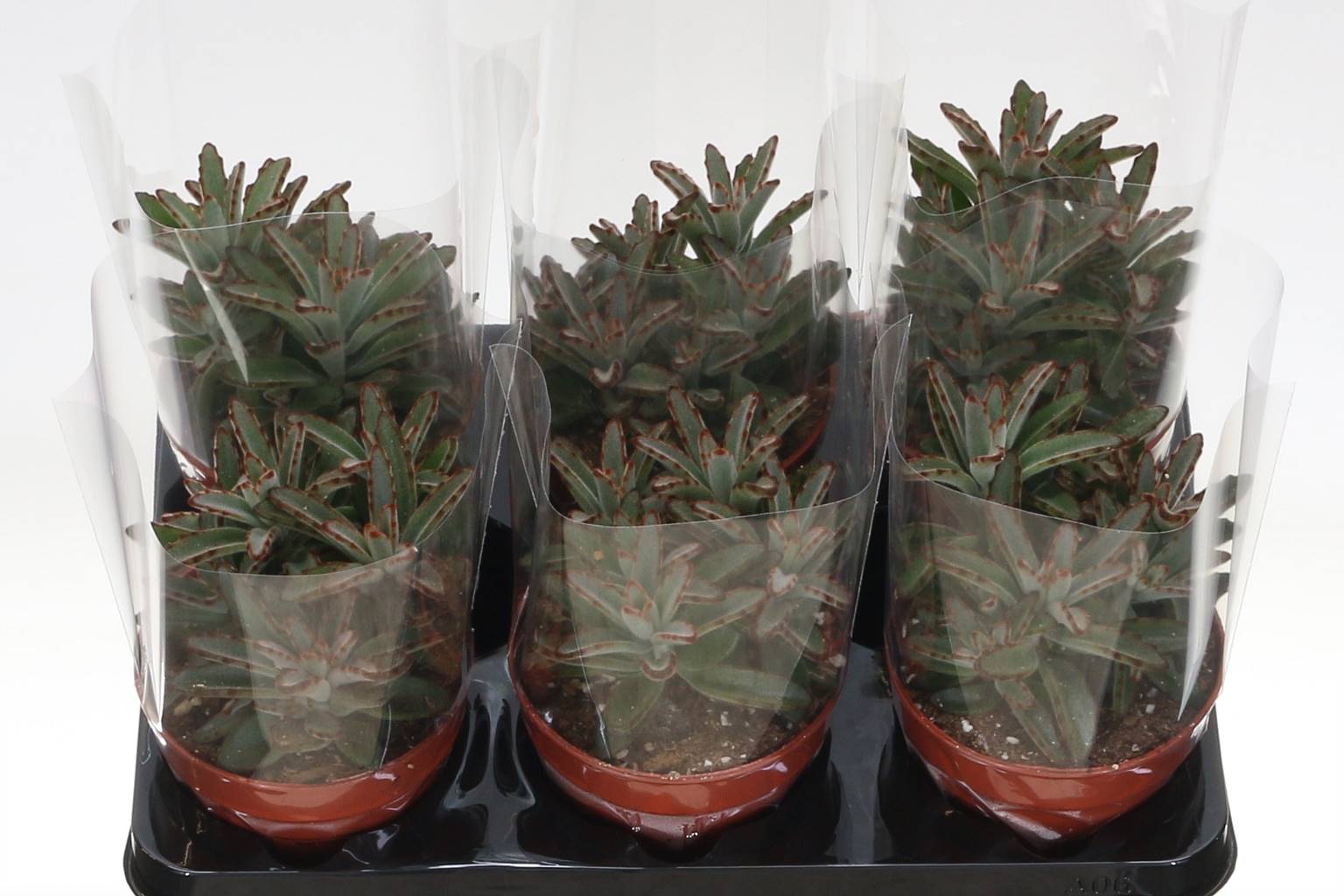 Каланхоэ Томентоза ( Kalanchoe Tomentosa ) W 12 см H 25 см