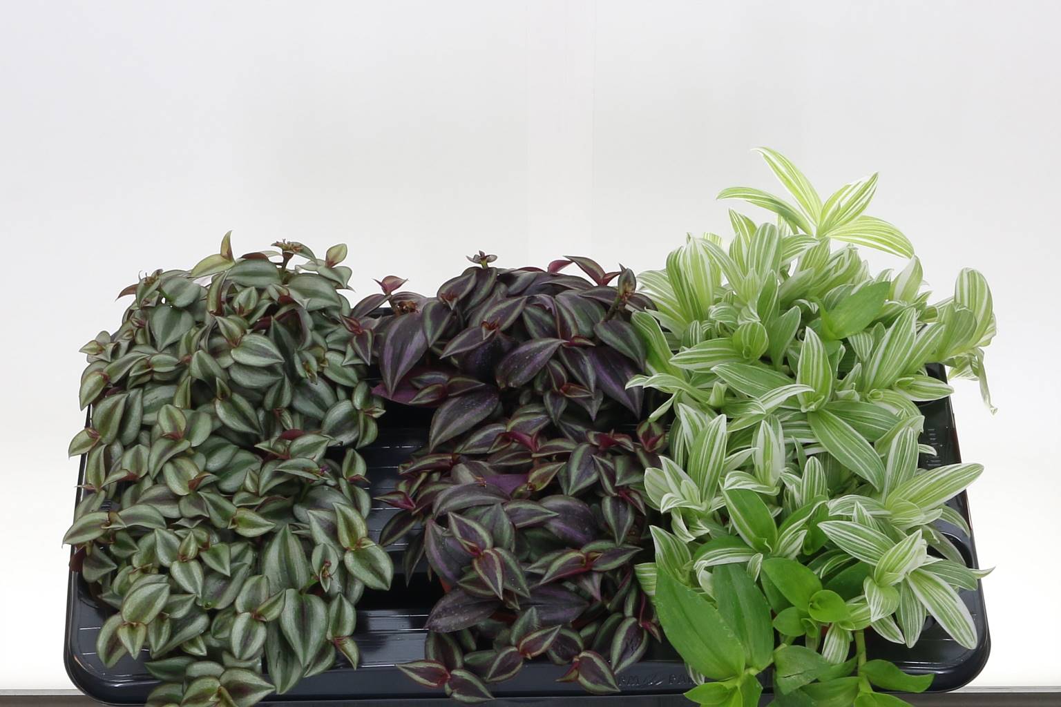 Традесканция Зебрина ( Tradescantia Zebrina ) W 12 см H см
