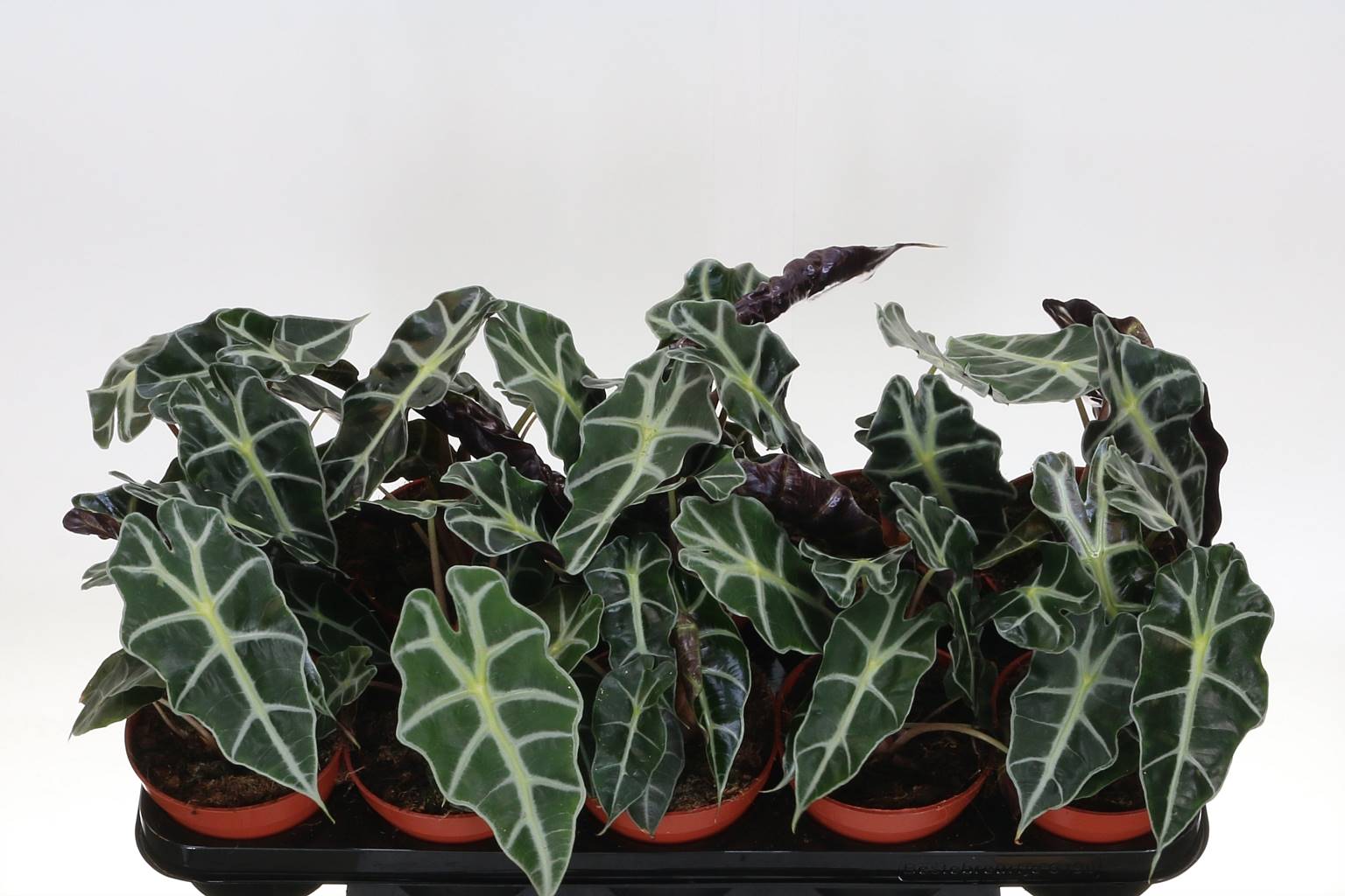 Алоказия Полли ( Alocasia Polly ) W 12 см H 25 см