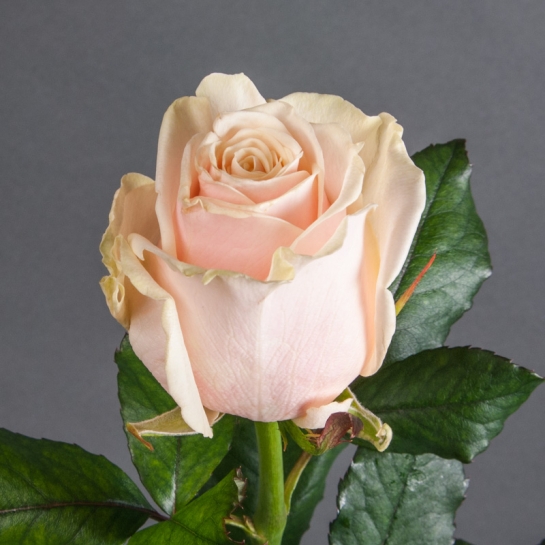 Rosa Gr Talea (Роза Гр Талея) В60 Ступино