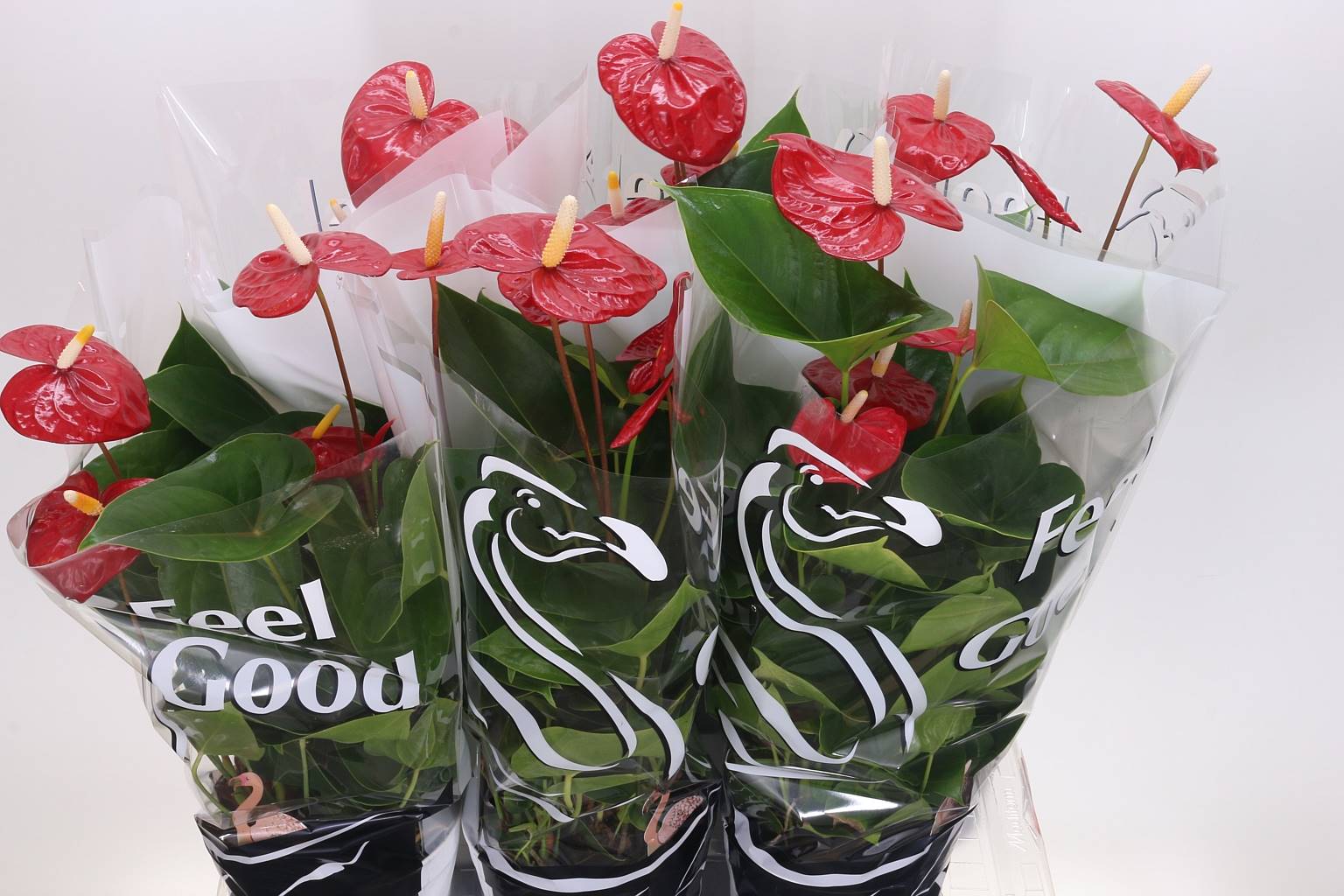 Антуриум Легкий Красный ( Anthurium A Easy Red ) W 17 см H 55 см