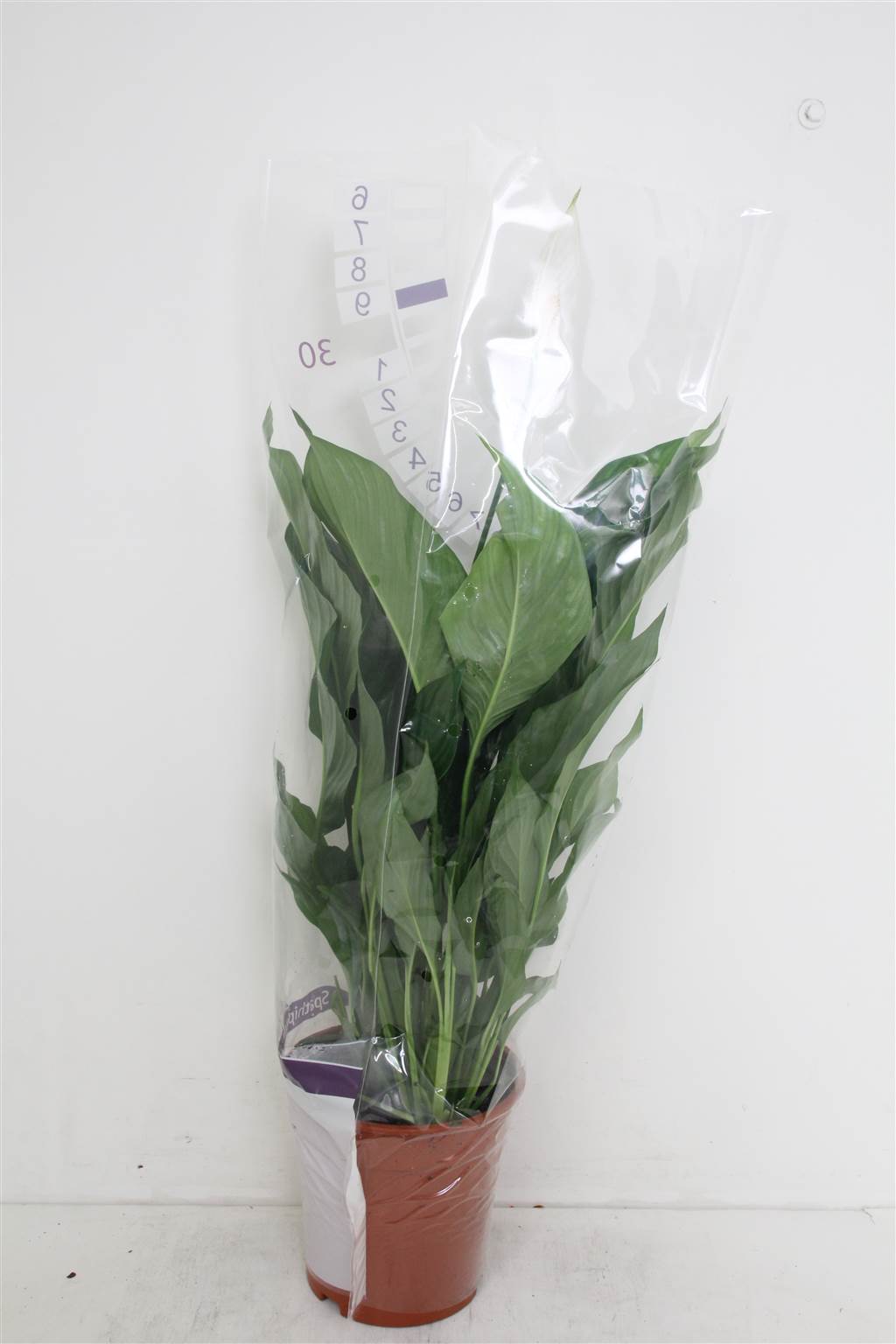 Спатифиллум Сладкая Лауретта ( Spathiphyllum Sweet Lauretta ) W 21 см H 80 см