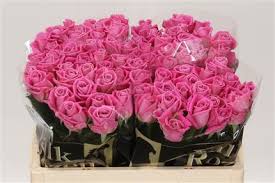 Rosa Gr Aqua (Роза Гр Аква) В60(Цветы Удмуртии)