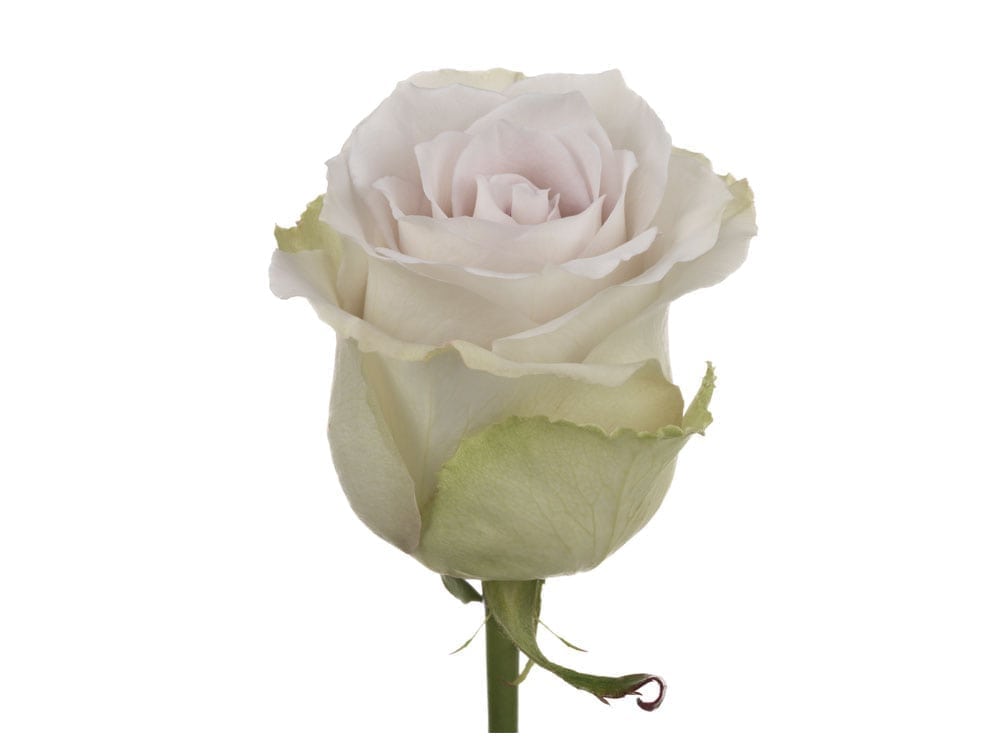Rosa Early Grey (Роза Ёли Грей) В50